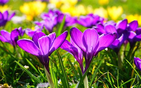 Crocus flowers Crocus tommasinianus snow crocus in bloom purple : Wallpapers13.com