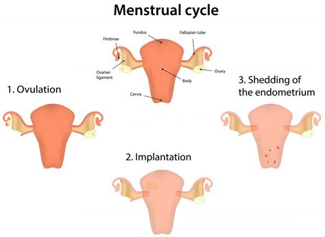 What is the Endometrium? (with pictures)