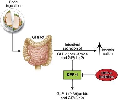 Gastric inhibitory polypeptide - medpage