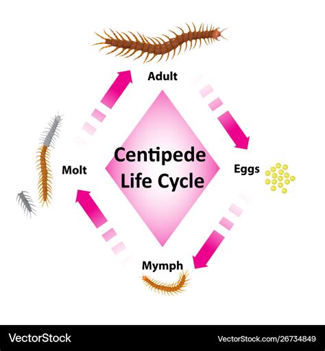 House Centipede Life Cycle