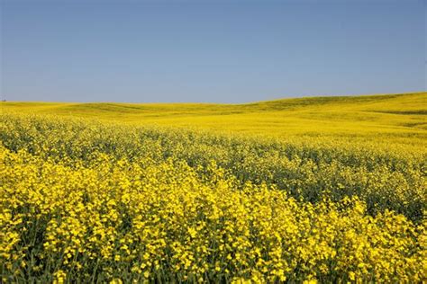 Canadian canola harvest projected to be smallest in four years amid trade disputes - The Globe ...