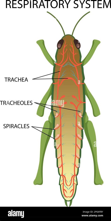 Respiratory System of Insect Diagram illustration Stock Vector Image & Art - Alamy