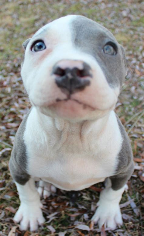 How Many Puppies Can A Pitbull Have In One Litter - Stom