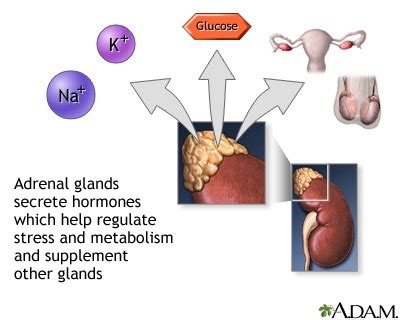 Adrenal gland hormone secretion: MedlinePlus Medical Encyclopedia Image