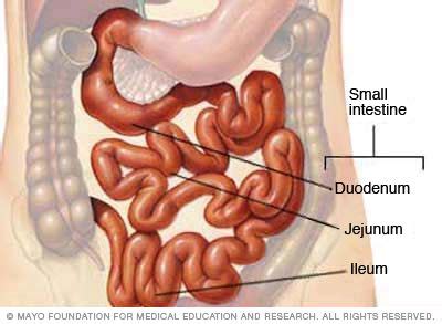 Small intestine - Mayo Clinic | Intestines anatomy, Intestines, Digestive system anatomy