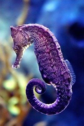 Purple seahorse | Singular Nature | Pinterest