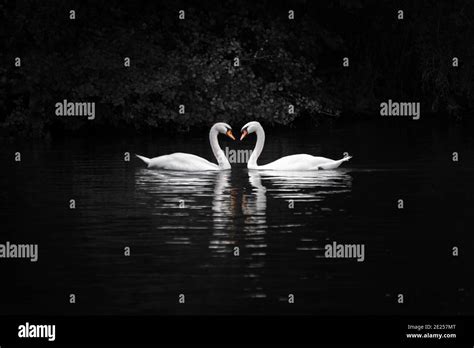 Two swans forming heart shape hi-res stock photography and images - Alamy