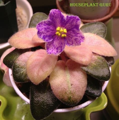 292 best images about Houseplants-African Violets on Pinterest ...