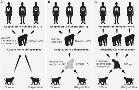 Kasey, Margaret, Hilary, Nick- Evolution: HIV Response Questions