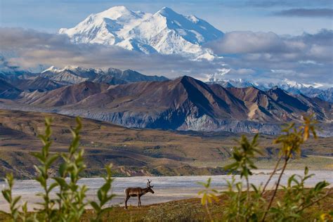 Visit Denali Tour | Alaska Cruise Land Tour | Denali National Park