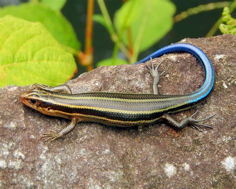 Japanese Five-Lined Skink | Project Noah