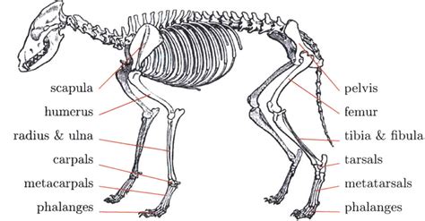 Figure 3-27 from Design of robotic quadruped legs | Semantic Scholar