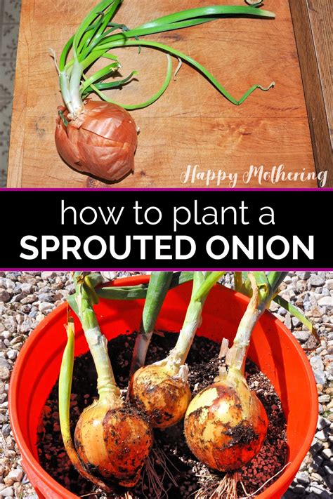 How Do You Grow Onion from an Onion - BroadPick