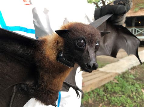 Satellite Tracking of Bats in Myanmar | Smithsonian's National Zoo and Conservation Biology ...