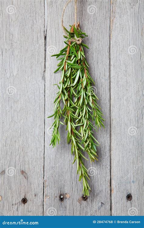 Rosemary Drying stock photo. Image of natural, medicinal - 28474768