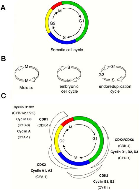 Cell-cycle regulation