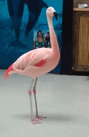 Flamingo GIFs - Find & Share on GIPHY