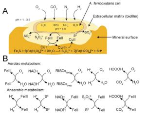 Acidithiobacillus ferrooxidans - microbewiki