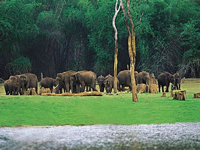 INDIA ON WHEELS - A trip for pleasure!: Wildlife in Kerala : Peppara Wildlife Sanctuary - 63