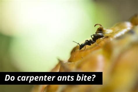 Carpenter Ant Bites (Symptoms, Identification & Treatment)