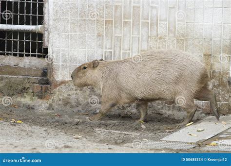 Capybara In Zoo Royalty-Free Stock Image | CartoonDealer.com #50685334