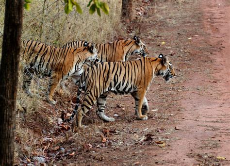 Panna National Park | Panna Tiger Reserve & Wildlife Sanctuary MP, India