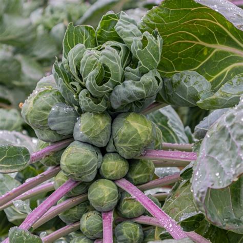 How to Plant and Care for Brussels Sprouts