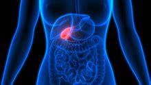 Gall Bladder Free Stock Photo - Public Domain Pictures