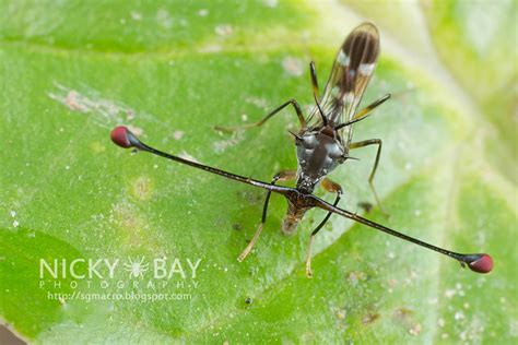 Stalk-Eyed Flies... It Gets Longer! - Macro Photography in Singapore