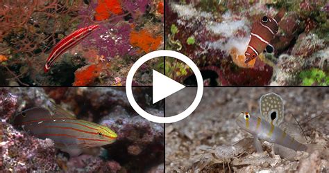 4K Underwater Footage: Fish of the Fiji Islands in UltraHD