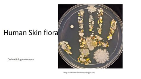 Isolation and Identification of normal microbial flora of skin and ...