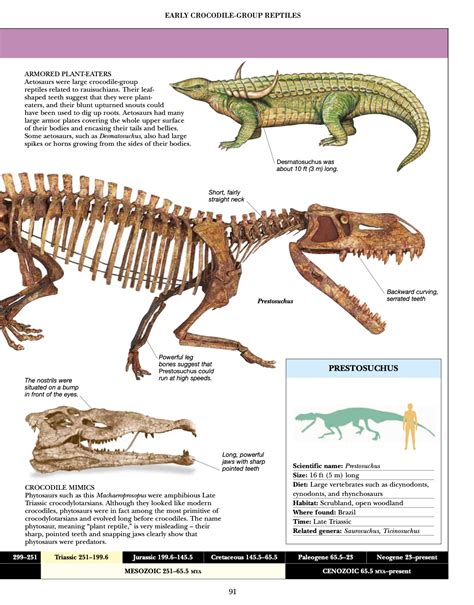 Desmatosuchus Skeleton