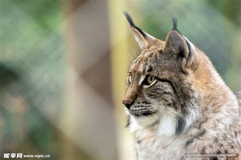 猞猁摄影图__野生动物_生物世界_摄影图库_昵图网nipic.com