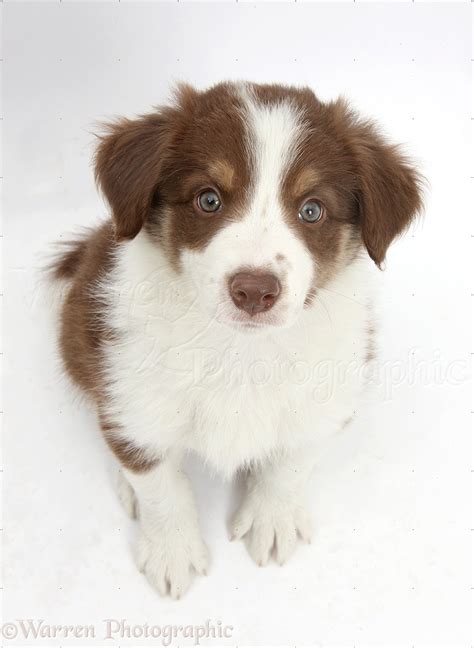 Dog: Cute chocolate Border Collie puppy, 7 weeks old photo WP40773