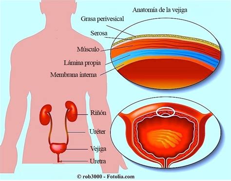 Dolor en la vejiga, orinar, niños, ardor, pelvico, relaciones, embarazo ...