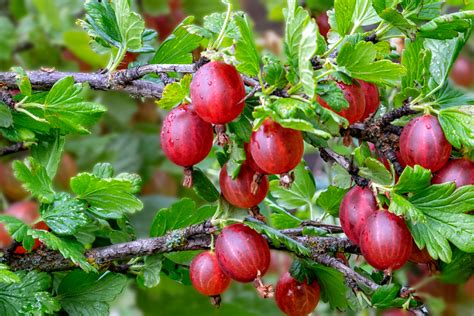 How To Plant & Grow A Gooseberry Bush For Endless Summer Harvests