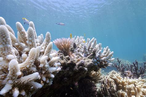 Bleaching May Have Killed Half the Coral on the Northern Great Barrier Reef, Scientists Say ...