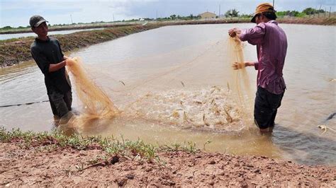 When shrimp farming goes hi-tech - The Hindu BusinessLine