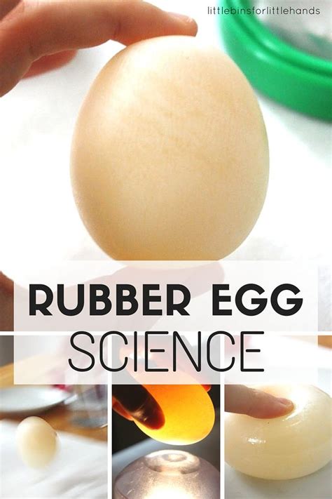 Egg In Vinegar Experiment For Kids | Kitchen science experiments ...