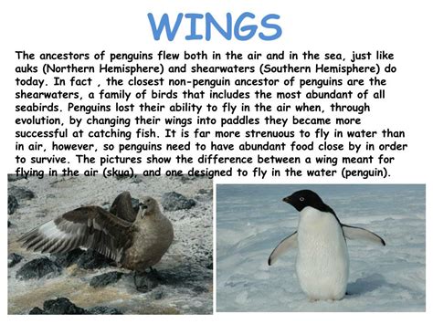 PPT - Adelie Penguin Adaptations PowerPoint Presentation, free download ...