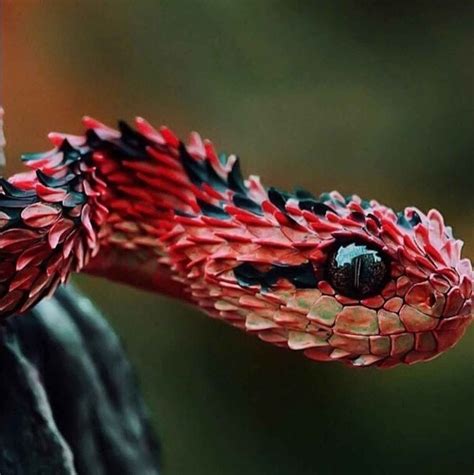 Weekly Inspiration 8 | Poisonous snakes, Bizarre animals, African bush viper