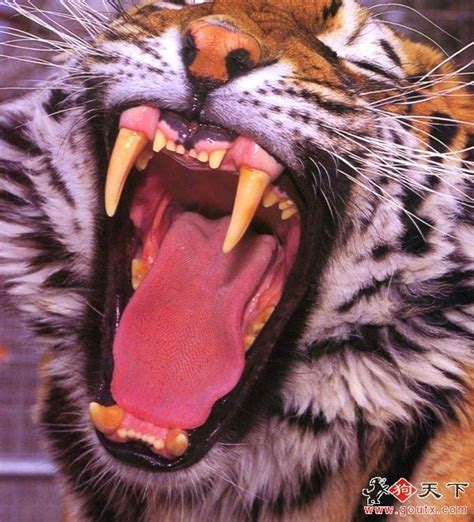 Siberian Tiger's jaw is the Largest and Strongest Bite Force of All Land Predator Mammals. The ...