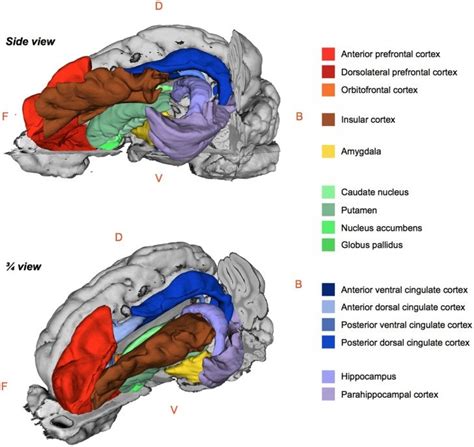 [DIAGRAM] Labeled Pig Brain Diagram - MYDIAGRAM.ONLINE