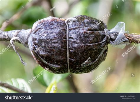 Air Layering Cultivar Chinese Hibiscus Hibiscus Stock Photo 1926269405 | Shutterstock