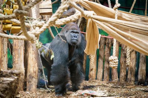 Silverback gorilla Kiburi makes debut at London Zoo | London Zoo