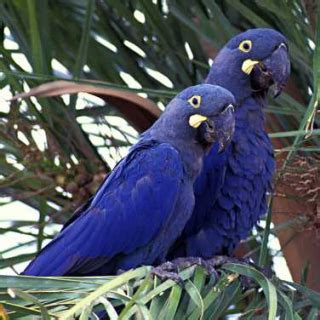 Parrot Encyclopedia | Lear's Macaw | World Parrot Trust