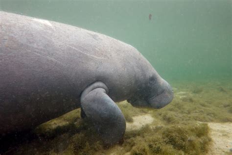 Habitat Protections for Florida's Threatened Manatees Get an Overdue Update - Inside Climate News