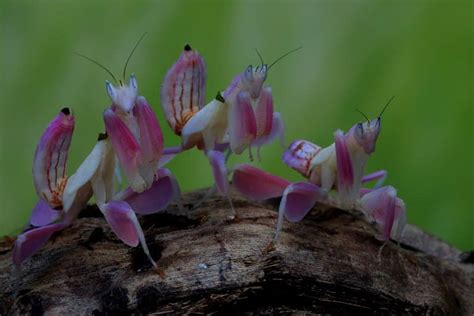 9 Orchid Mantis Facts - Fact Animal