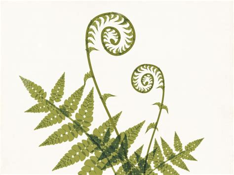 Fiddlehead Fern Illustration | Fern tattoo, Fern images, Ferns