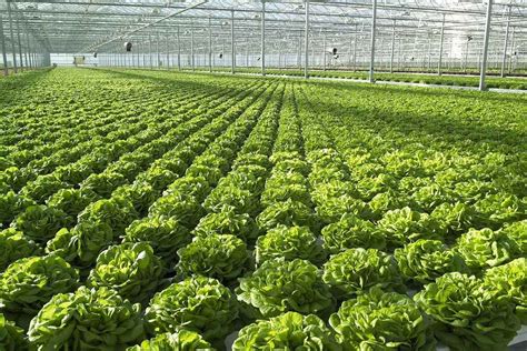 miracle grow hydroponic: Hydroponic Lettuce guide